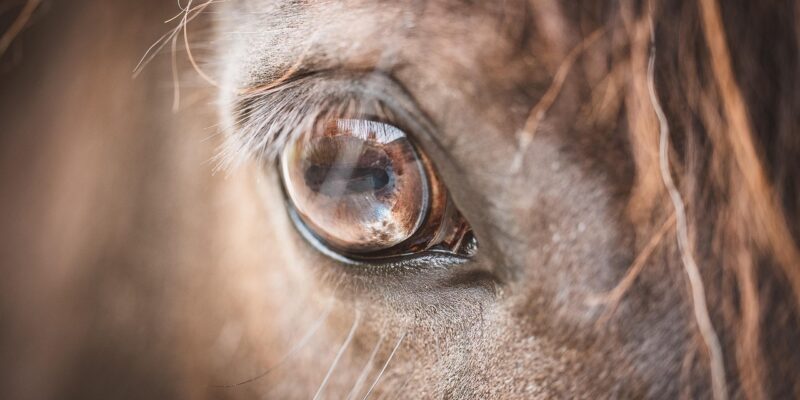Les chevaux ne détectent pas directement le stress humain. Ils répondent avant tout à ce qu’ils voient : une posture, un geste, une tension corporelle.