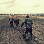 Domestication, comportement, “welfare domains” et équitation moderne : une lecture scientifique de la relation homme-cheval, entre bénéfices potentiels et limites des preuves.