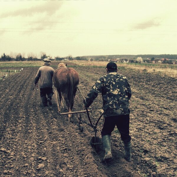 Domestication, comportement, “welfare domains” et équitation moderne : une lecture scientifique de la relation homme-cheval, entre bénéfices potentiels et limites des preuves.