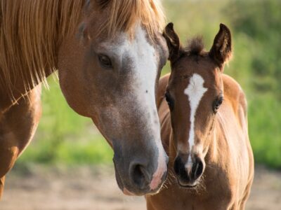 La British Horse Foundation publie un guide sur la prise en charge du jeune cheval