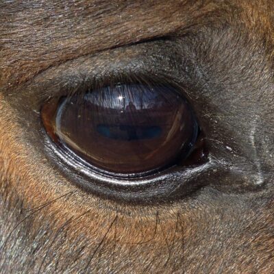 L’intelligence artificielle (IA), en combinaison avec des capteurs biométriques, la vision par ordinateur et l’apprentissage automatique, offre aujourd’hui des outils puissants pour surveiller le bien-être équin en temps réel, évaluer l’impact des pratiques sportives et soutenir les décisions éthiques