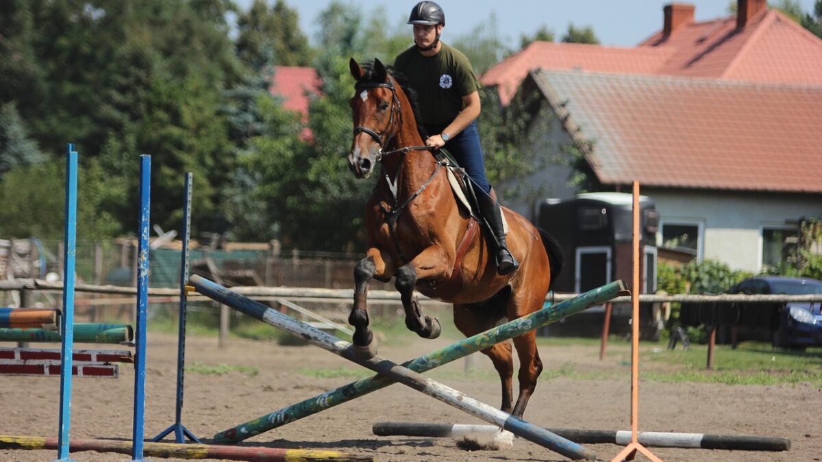 Le passage du pré à l’entraînement est la phase la plus délicate de la carrière d’un cheval de sport. C’est aussi à ce moment-là que se jouent les adaptations métaboliques, musculo-squelettiques et comportementales dont dépendront sa santé, ses apprentissages et ses performances.