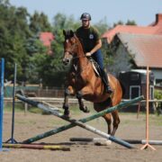 Le passage du pré à l’entraînement est la phase la plus délicate de la carrière d’un cheval de sport. C’est aussi à ce moment-là que se jouent les adaptations métaboliques, musculo-squelettiques et comportementales dont dépendront sa santé, ses apprentissages et ses performances.