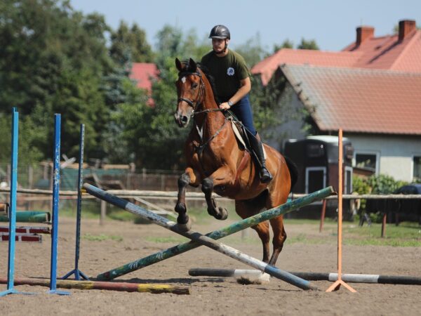 Le passage du pré à l’entraînement est la phase la plus délicate de la carrière d’un cheval de sport. C’est aussi à ce moment-là que se jouent les adaptations métaboliques, musculo-squelettiques et comportementales dont dépendront sa santé, ses apprentissages et ses performances.