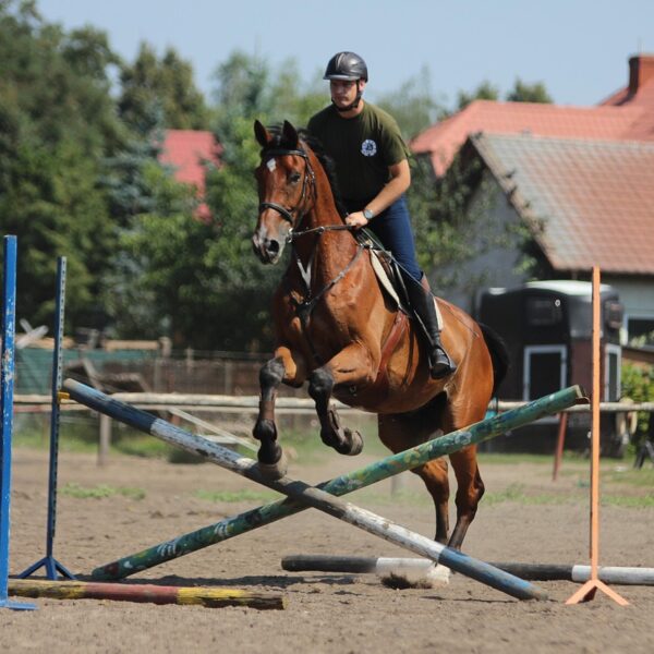 Le passage du pré à l’entraînement est la phase la plus délicate de la carrière d’un cheval de sport. C’est aussi à ce moment-là que se jouent les adaptations métaboliques, musculo-squelettiques et comportementales dont dépendront sa santé, ses apprentissages et ses performances.