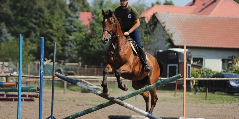 Le passage du pré à l’entraînement est la phase la plus délicate de la carrière d’un cheval de sport. C’est aussi à ce moment-là que se jouent les adaptations métaboliques, musculo-squelettiques et comportementales dont dépendront sa santé, ses apprentissages et ses performances.