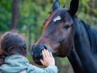 Le 8 juillet 2025, quatre députés de différents partis (PS, MoDem, Horizons, Écologistes) ont déposé une proposition de loi « visant à encadrer et sécuriser la médiation animale ». L’objectif est de reconnaître officiellement cette pratique et de créer les outils pour la professionnaliser.