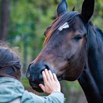 Le 8 juillet 2025, quatre députés de différents partis (PS, MoDem, Horizons, Écologistes) ont déposé une proposition de loi « visant à encadrer et sécuriser la médiation animale ». L’objectif est de reconnaître officiellement cette pratique et de créer les outils pour la professionnaliser.
