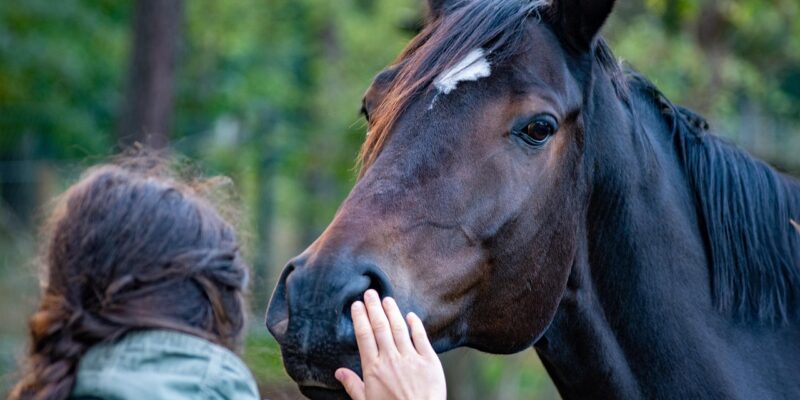 Le 8 juillet 2025, quatre députés de différents partis (PS, MoDem, Horizons, Écologistes) ont déposé une proposition de loi « visant à encadrer et sécuriser la médiation animale ». L’objectif est de reconnaître officiellement cette pratique et de créer les outils pour la professionnaliser.