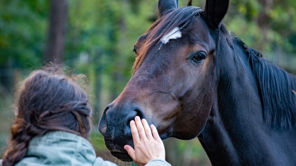 Mieux comprendre le comportement humain pour améliorer la santé et le bien-être des chevaux
