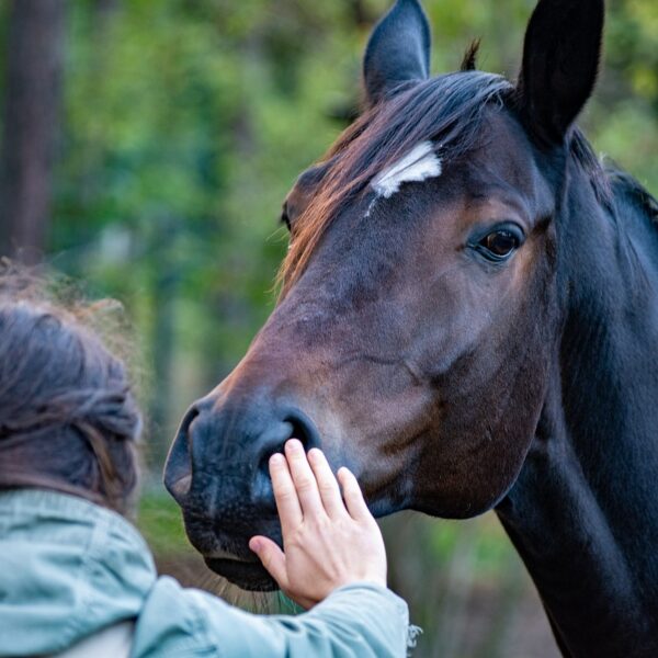Mieux comprendre le comportement humain pour améliorer la santé et le bien-être des chevaux