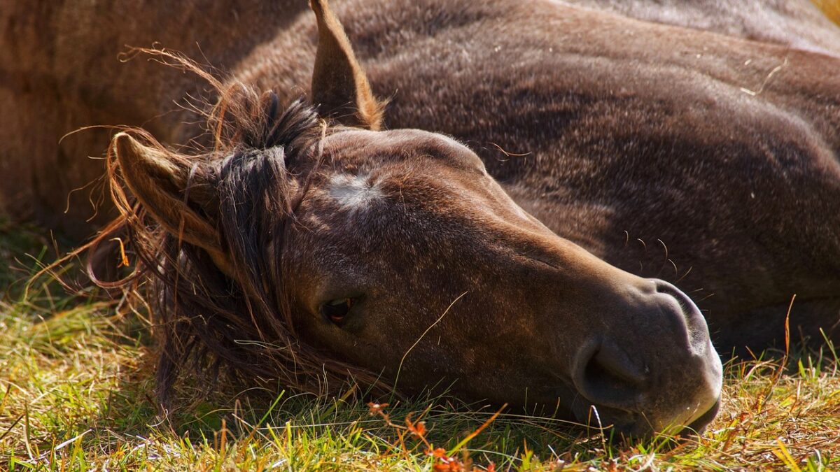 Le deuil chez le cheval : première étude sur les réactions de détresse après la mort d’un congénère