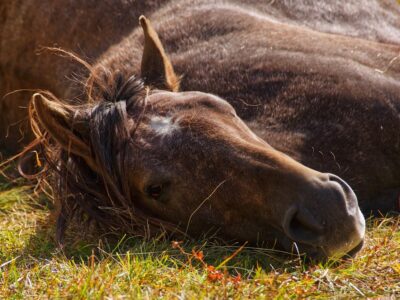 Le deuil chez le cheval : première étude sur les réactions de détresse après la mort d’un congénère