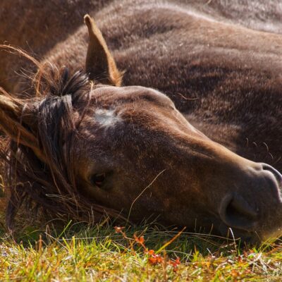 Le deuil chez le cheval : première étude sur les réactions de détresse après la mort d’un congénère