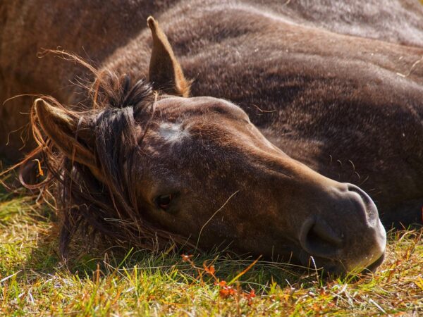 Le deuil chez le cheval : première étude sur les réactions de détresse après la mort d’un congénère
