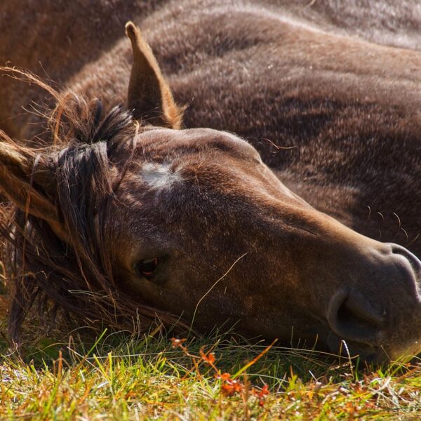 Le deuil chez le cheval : première étude sur les réactions de détresse après la mort d’un congénère