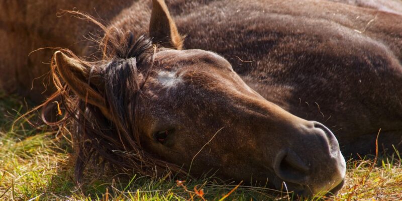 Le deuil chez le cheval : première étude sur les réactions de détresse après la mort d’un congénère