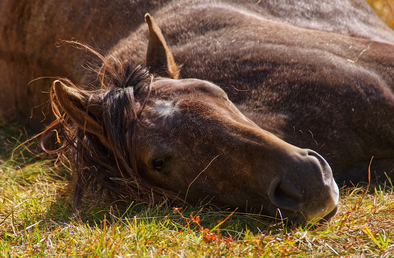 Le deuil chez le cheval : première étude sur les réactions de détresse après la mort d’un congénère