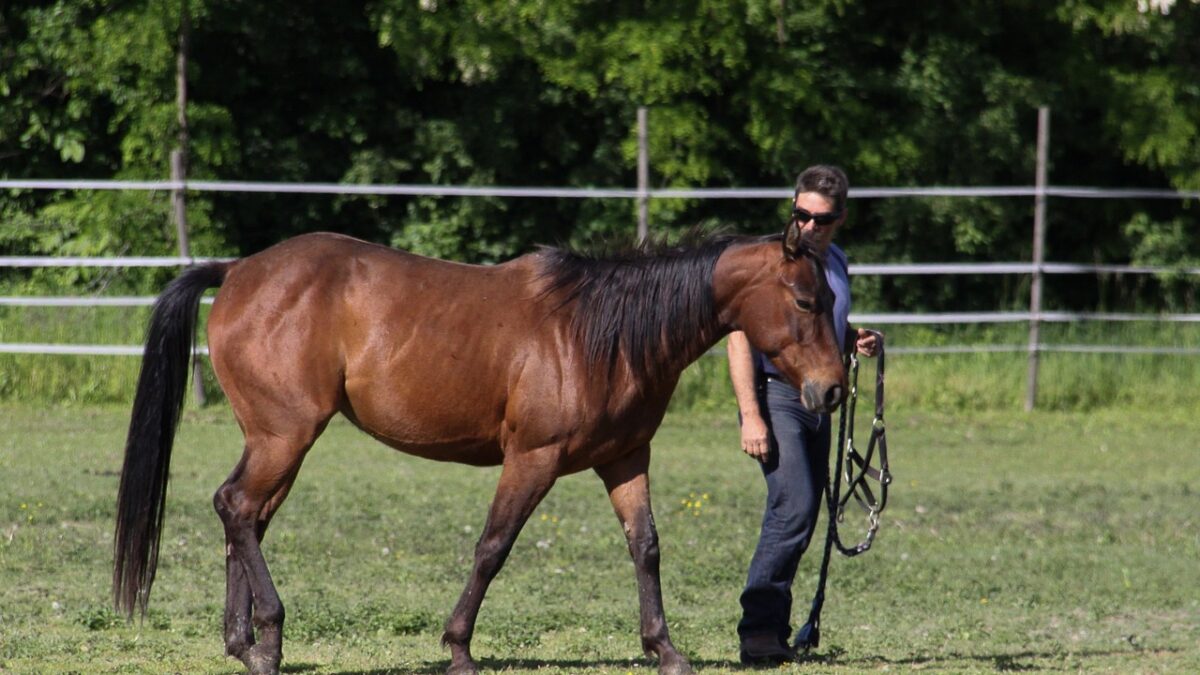 comment le renforcement positif chez le cheval améliore le bien-être émotionnel, favorise l’adaptation comportementale et la réactivité, tout en réduisant les risques liés aux méthodes aversives (stress, conflit, résignation acquise, etc.)