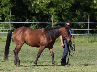 comment le renforcement positif chez le cheval améliore le bien-être émotionnel, favorise l’adaptation comportementale et la réactivité, tout en réduisant les risques liés aux méthodes aversives (stress, conflit, résignation acquise, etc.)