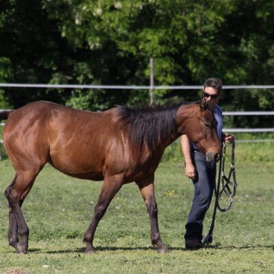 comment le renforcement positif chez le cheval améliore le bien-être émotionnel, favorise l’adaptation comportementale et la réactivité, tout en réduisant les risques liés aux méthodes aversives (stress, conflit, résignation acquise, etc.)