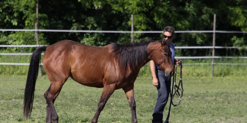 comment le renforcement positif chez le cheval améliore le bien-être émotionnel, favorise l’adaptation comportementale et la réactivité, tout en réduisant les risques liés aux méthodes aversives (stress, conflit, résignation acquise, etc.)