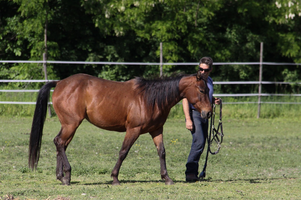 comment le renforcement positif chez le cheval améliore le bien-être émotionnel, favorise l’adaptation comportementale et la réactivité, tout en réduisant les risques liés aux méthodes aversives (stress, conflit, résignation acquise, etc.)