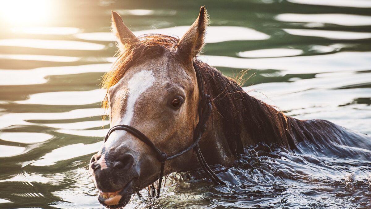 Alors que canicules et vagues de chaleur se multiplient en France et en Europe, les chevaux sont en première ligne face au risque de stress thermique