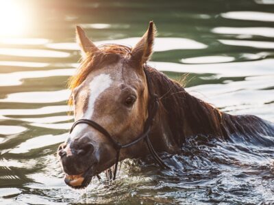Alors que canicules et vagues de chaleur se multiplient en France et en Europe, les chevaux sont en première ligne face au risque de stress thermique