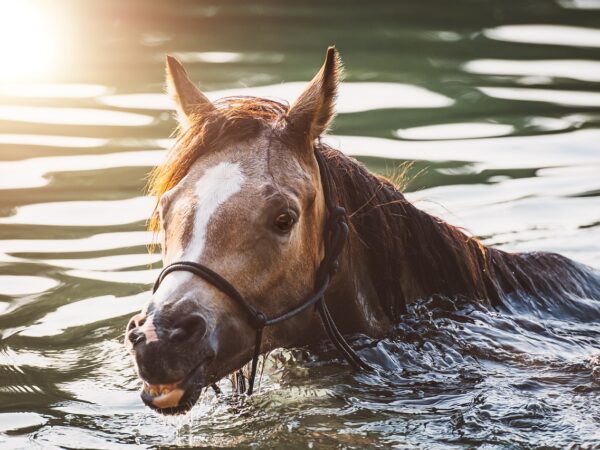 Alors que canicules et vagues de chaleur se multiplient en France et en Europe, les chevaux sont en première ligne face au risque de stress thermique