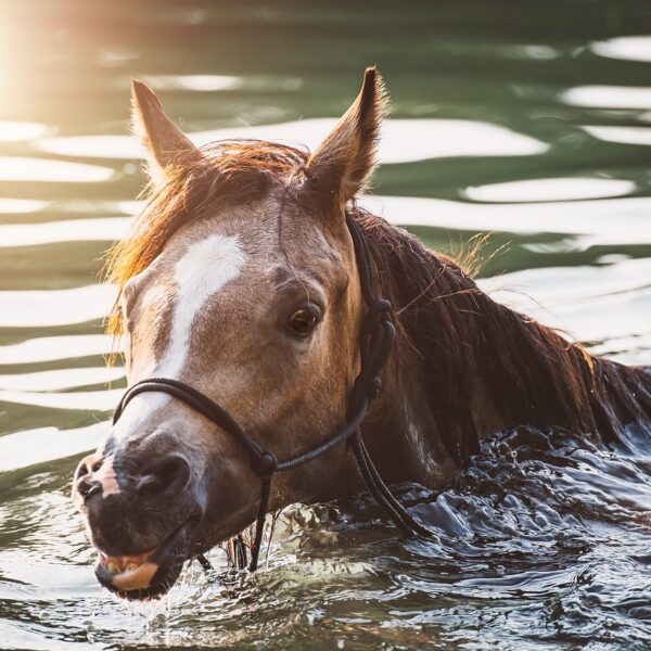 Alors que canicules et vagues de chaleur se multiplient en France et en Europe, les chevaux sont en première ligne face au risque de stress thermique