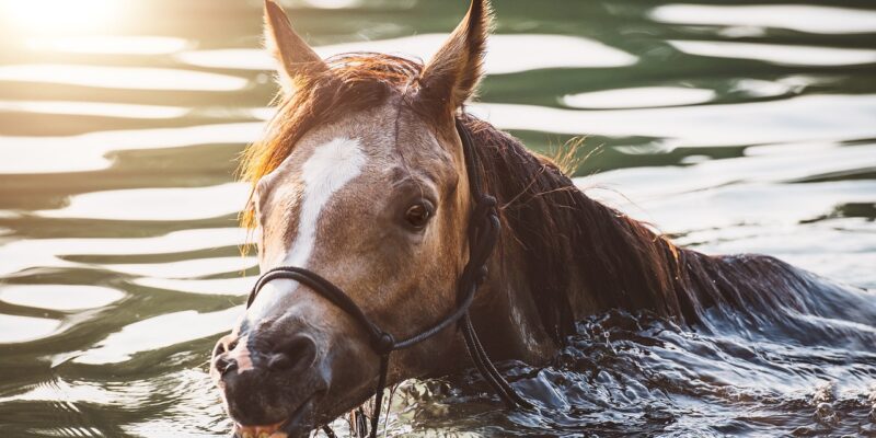 Alors que canicules et vagues de chaleur se multiplient en France et en Europe, les chevaux sont en première ligne face au risque de stress thermique