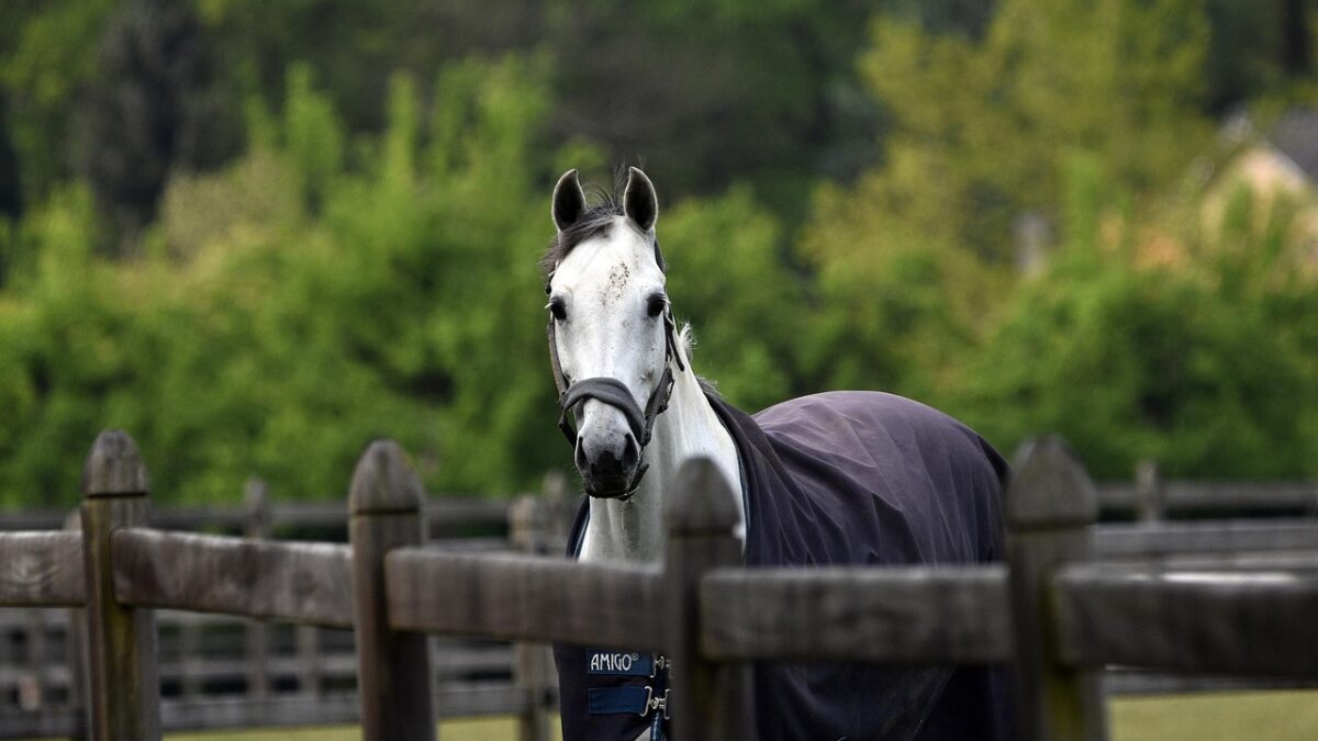 Et si le bien-être des chevaux ne se jouait pas seulement dans la taille du paddock, mais dans ce qui est mis à leur disposition ?