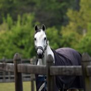 Et si le bien-être des chevaux ne se jouait pas seulement dans la taille du paddock, mais dans ce qui est mis à leur disposition ?