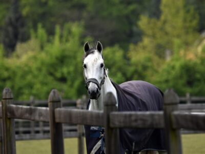 Et si le bien-être des chevaux ne se jouait pas seulement dans la taille du paddock, mais dans ce qui est mis à leur disposition ?