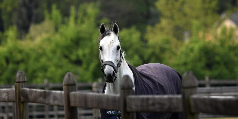 Et si le bien-être des chevaux ne se jouait pas seulement dans la taille du paddock, mais dans ce qui est mis à leur disposition ?