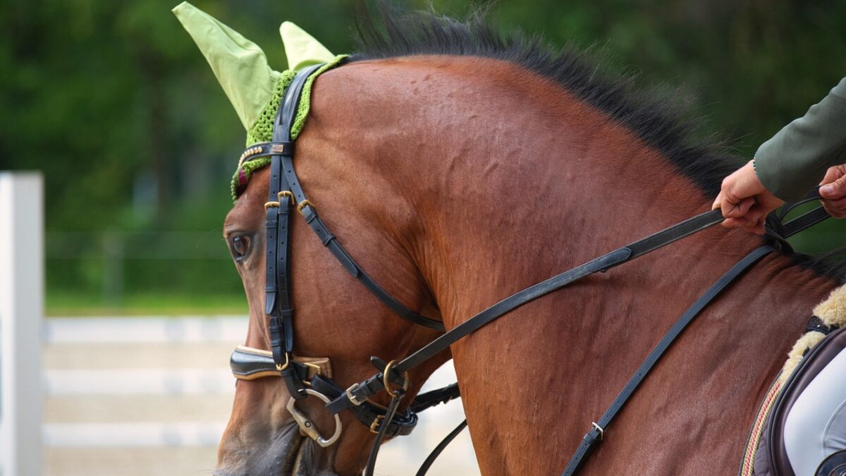 Dans les sports équestres, l’apprentissage est encore trop souvent pensé sur le modèle du sport humain. Or, une étude montre que cette grille de lecture s’accorde mal avec la réalité du travail à cheval.