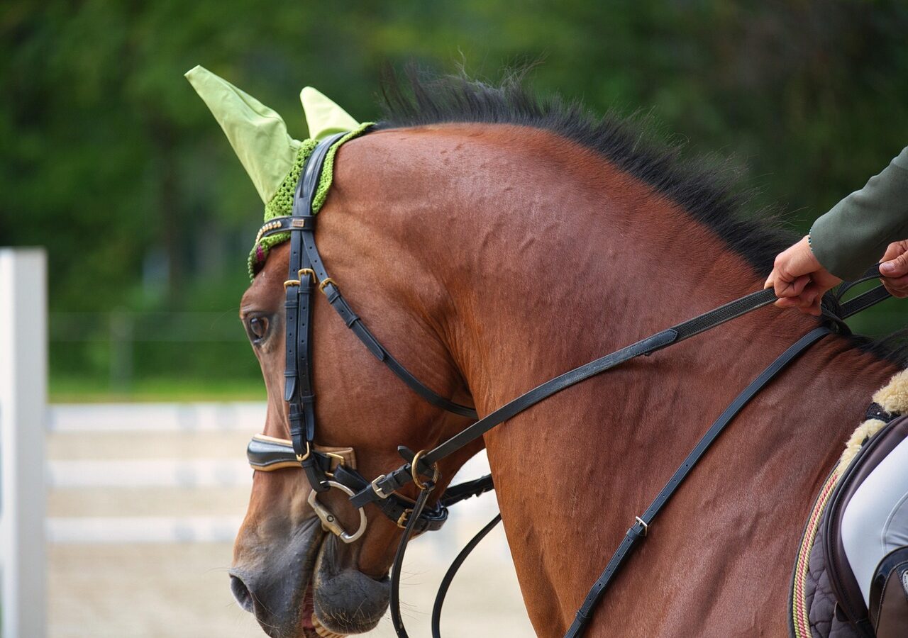 Dans les sports équestres, l’apprentissage est encore trop souvent pensé sur le modèle du sport humain. Or, une étude montre que cette grille de lecture s’accorde mal avec la réalité du travail à cheval.