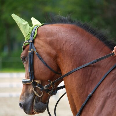 Dans les sports équestres, l’apprentissage est encore trop souvent pensé sur le modèle du sport humain. Or, une étude montre que cette grille de lecture s’accorde mal avec la réalité du travail à cheval.
