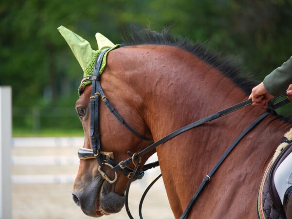 Dans les sports équestres, l’apprentissage est encore trop souvent pensé sur le modèle du sport humain. Or, une étude montre que cette grille de lecture s’accorde mal avec la réalité du travail à cheval.