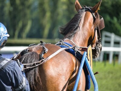 Une nouvelle étude sur les conséquences de la tension des rênes chez le trotteur