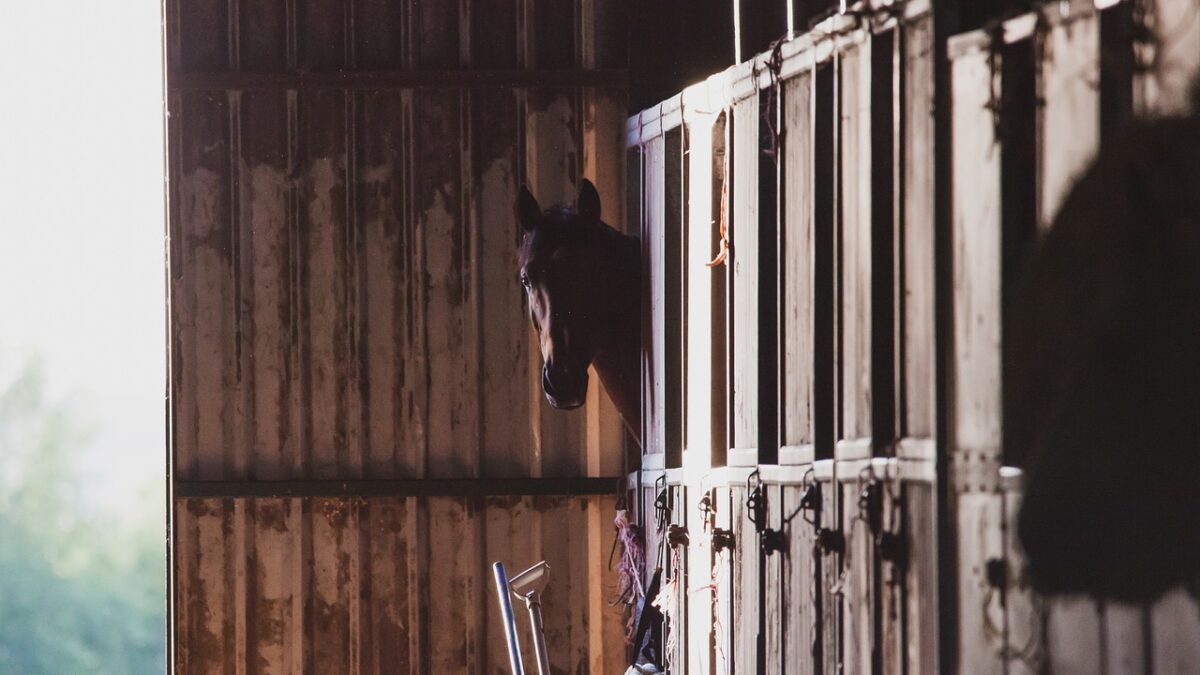 Certains indicateurs de bien-être chez les chevaux en box évoluent au fil du temps