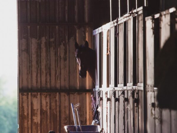 Certains indicateurs de bien-être chez les chevaux en box évoluent au fil du temps