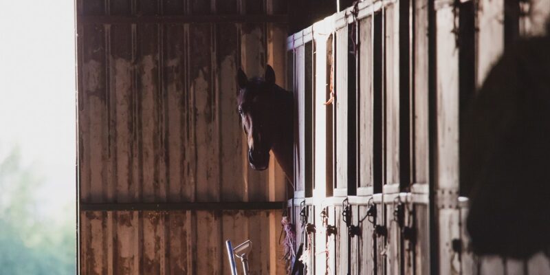 Certains indicateurs de bien-être chez les chevaux en box évoluent au fil du temps