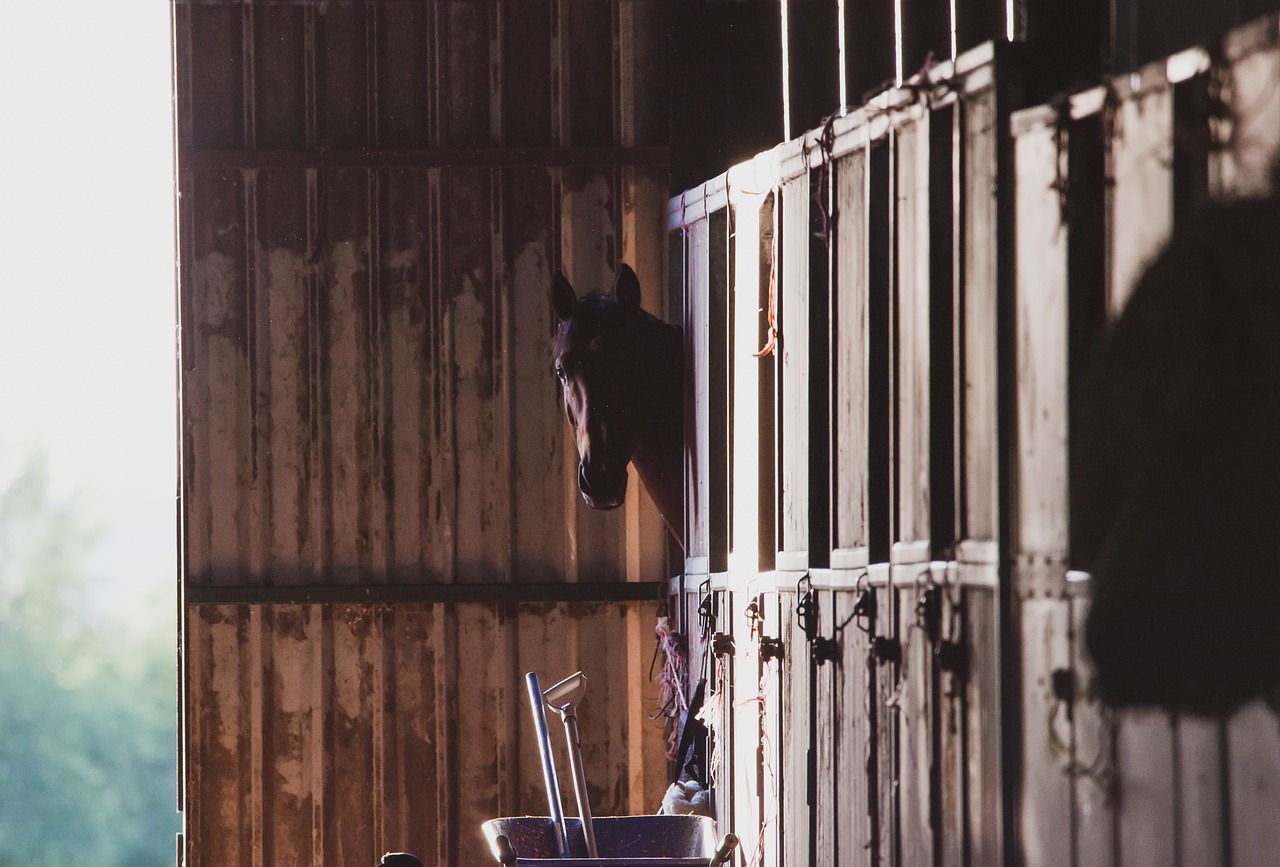 Certains indicateurs de bien-être chez les chevaux en box évoluent au fil du temps