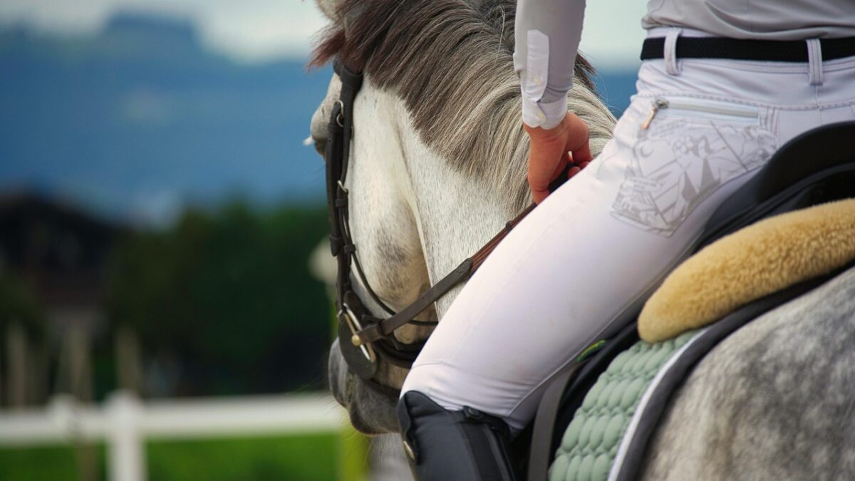 Bien-être du cheval en Europe : vers la création d’un référentiel européen harmonisé ?