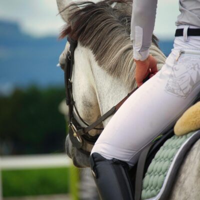Bien-être du cheval en Europe : vers la création d’un référentiel européen harmonisé ?