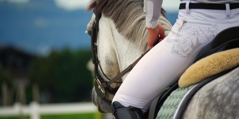 Bien-être du cheval en Europe : vers la création d’un référentiel européen harmonisé ?