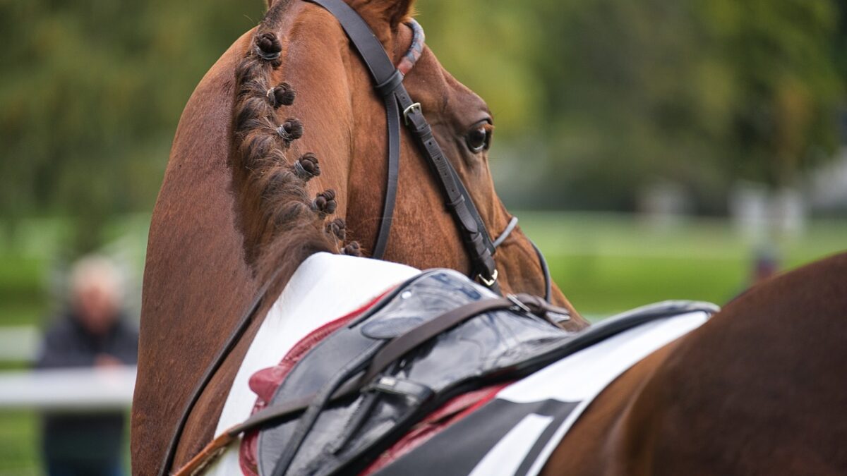 Afin de mesurer et de surveiller le bien-être des chevaux de course, une récente étude a cherché à mieux l’évaluer à l’aide de méthodes scientifiques objectives tout au long d’une saison d’entraînement