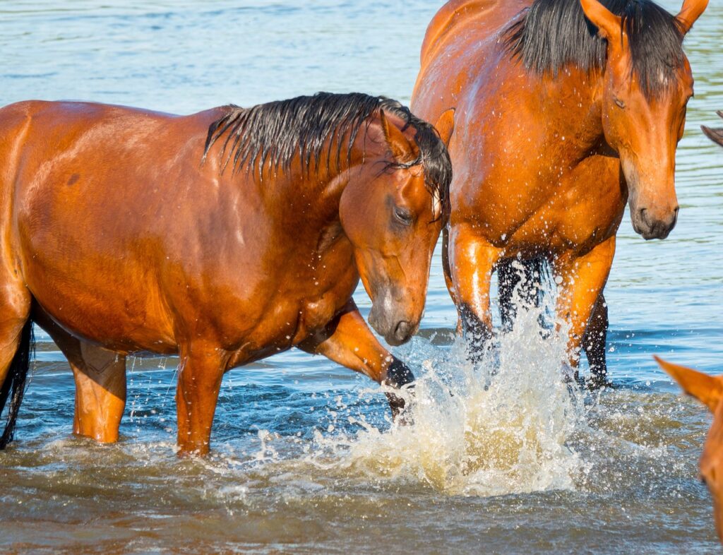 Alors que canicules et vagues de chaleur se multiplient en France et en Europe, les chevaux sont en première ligne face au risque de stress thermique